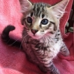 Savannah, F-2B, BST,  Male, Guido, DOB 6-2-19