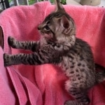 Savannah, F-2B, BST,  Male, Guido, DOB 6-2-19