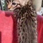 Savannah, F-2B, BST,  Male, Guido, DOB 6-2-19