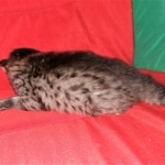 Savannah, F-2B, BST,  Male, Guido, DOB 6-2-19