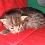 Savannah, F-2B, BST,  Male, Guido, DOB 6-2-19