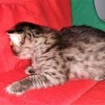 Savannah, F-2B, BST,  Male, Guido, DOB 6-2-19