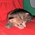 Savannah, F-2B, BST,  Male, Guido, DOB 6-2-19