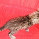 Savannah, F-2B, BST,  Male, Guido, DOB 6-2-19