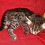 Savannah, F-2B, BST,  Male, Guido, DOB 6-2-19