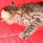 Savannah, F-2B, BST,  Male, Guido, DOB 6-2-19