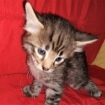 Savannah, F-2B, BST,  Male, Guido, DOB 6-2-19