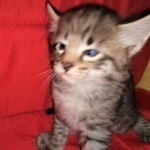 Savannah, F-2B, BST,  Male, Guido, DOB 6-2-19