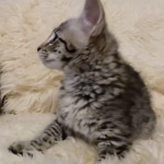 Savannah, F-2B, BST,  Male, Guido, DOB 6-2-19