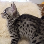 Savannah, F-2B, BST,  Male, Guido, DOB 6-2-19