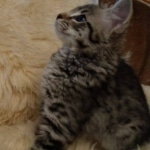 Savannah, F-2B, BST,  Male, Guido, DOB 6-2-19