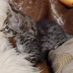 Savannah, F-2B, BST,  Male, Guido, DOB 6-2-19