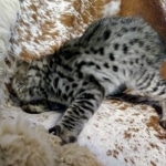 Savannah, F-2B, BST,  Male, Guido, DOB 6-2-19