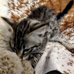 Savannah, F-2B, BST,  Male, Guido, DOB 6-2-19