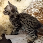 Savannah, F-2B, BST,  Male, Guido, DOB 6-2-19