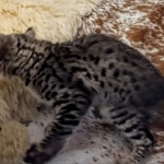 Savannah, F-2B, BST,  Male, Guido, DOB 6-2-19