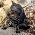 Savannah, F-2B, BST,  Male, Guido, DOB 6-2-19