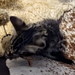 Savannah, F-2B, BST,  Male, Guido, DOB 6-2-19