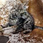 Savannah, F-2B, BST,  Male, Guido, DOB 6-2-19