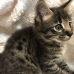 Savannah, F-2B, BST,  Male, Guido, DOB 6-2-19