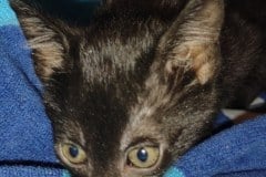 Ketangi Savannah F-3C Black Female DOB 5-12-22