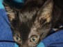 Ketangi Savannah F-3C Black Female DOB 5-12-22