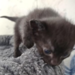 Savannah F-3C Black Female