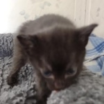 Savannah F-3C Black Female