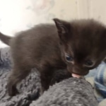 Savannah F-3C Black Female