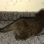 Savannah F-3C Black Female