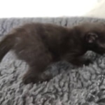 Savannah F-3C Black Female