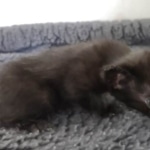 Savannah F-3C Black Female