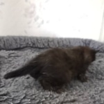 Savannah F-3C Black Female