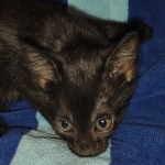 Savannah F-3C Black Female