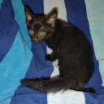 Savannah F-3C Black Female