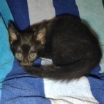 Savannah F-3C Black Female