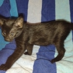 Savannah F-3C Black Female