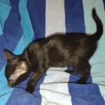 Savannah F-3C Black Female