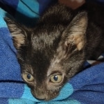 Savannah F-3C Black Female