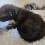 Savannah F-3C Black Female