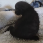 Savannah F-3C Black Female