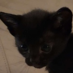 Savannah F-3C Black Female