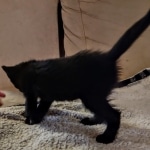 Savannah F-3C Black Female