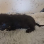 Savannah F-3C Black Female