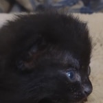 Savannah F-3C Black Female