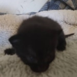 Savannah F-3C Black Female