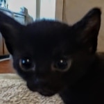 Savannah F-3C Black Female