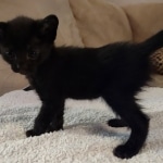 Savannah F-3C Black Female