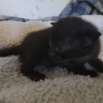 Savannah F-3C Black Female