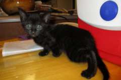 Illya,Savannah F-3C Black on Black female DOB 7-29-16